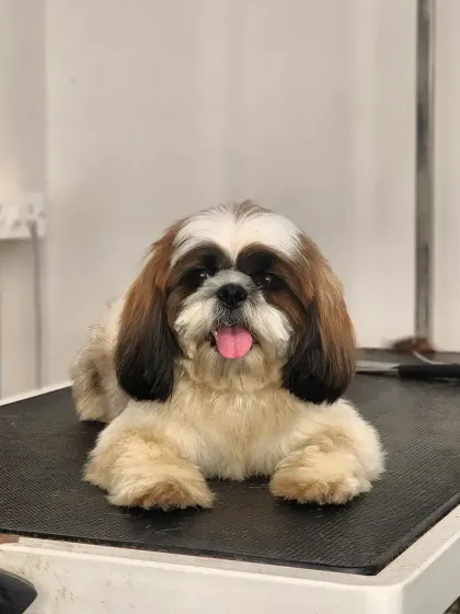 This is our little princess Dhiya, a lovely Shih Tzu, looking absolutely adorable after her grooming session. I gave her a neat trim and a good brush to make her coat soft, clean, and perfect for cuddles.