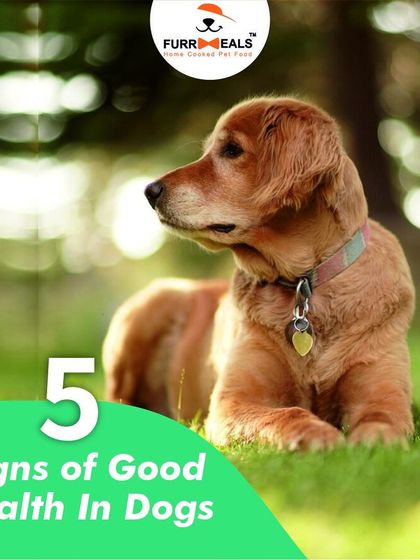 How can you tell if your dog is in good health? This guide covers the five key signs, from a soft, shiny coat and clean teeth to being active and engaged.