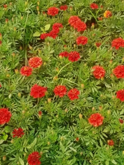 A field of red marigolds at my nursery. I grow them in large quantities, ensuring you get healthy, well-established plants.