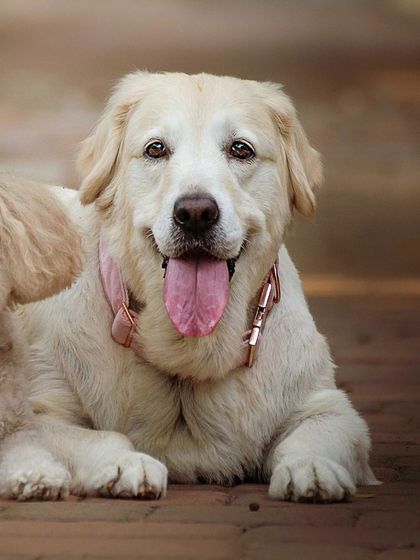 A duplicate of Ruby's close-up portrait.