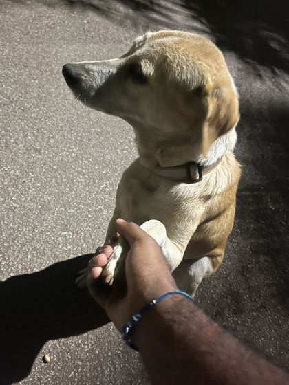 Sujith Kumar - Running & Fitness Coaching My Paw Friends photo 89