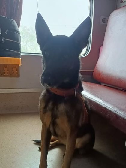 Global Pet Cab - Domestic Pet Relocation A Special Mission: Relocating Military K9s photo 6