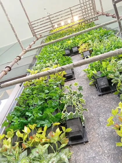 A behind-the-scenes shot of a vertical garden being installed, with individual plant modules being placed on the wall.