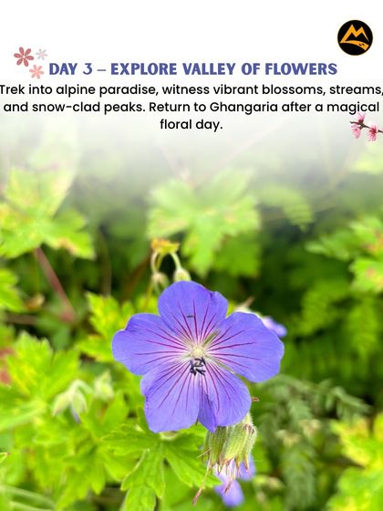 Day 3 is for exploring the main Valley of Flowers. We trek into this alpine paradise to witness vibrant blossoms, streams, and snow-clad peaks.