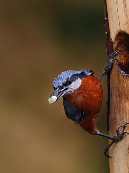 A Chestnut-bellied Nuthatch clings to the side of a tree hole, a piece of food held in its beak. This image perfectly illustrates the bird's unique ability to climb down trees head-first, a behavior characteristic of nuthatches.
