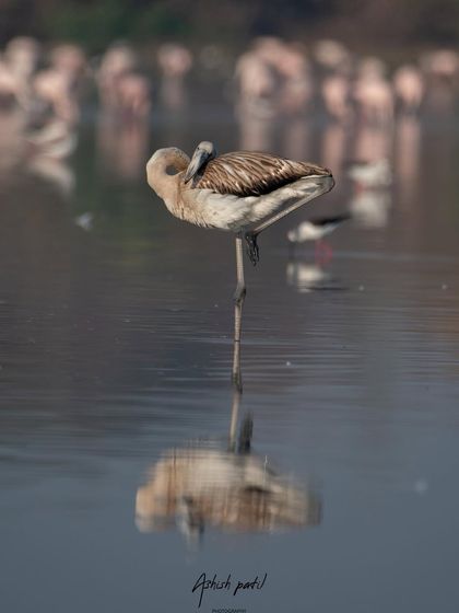 Another angle of the flamingo's morning yoga, showing its flexibility and the peaceful reflection in the water.