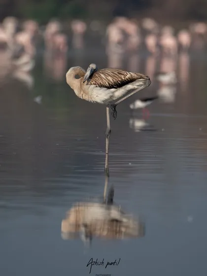 Another angle of the flamingo's morning yoga, showing its flexibility and the peaceful reflection in the water.