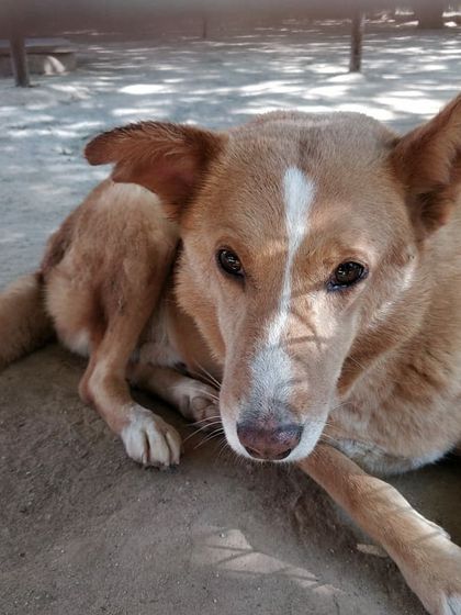 Petspace - Dog Boarding The Happy Faces Gallery photo 20