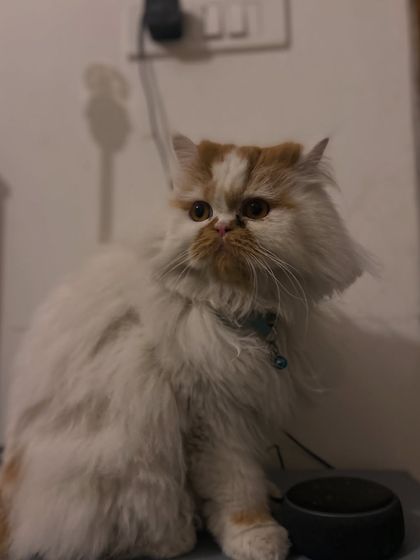 Pikachu looking majestic as ever. His humans can relax on their holiday knowing he is safe and happy.