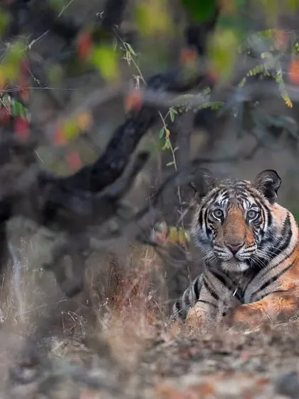 A shy female from the Tala zone of Bandhavgarh. This park's mix of Sal forest, bamboo thickets, and meadows offers a stunning variety of backdrops.