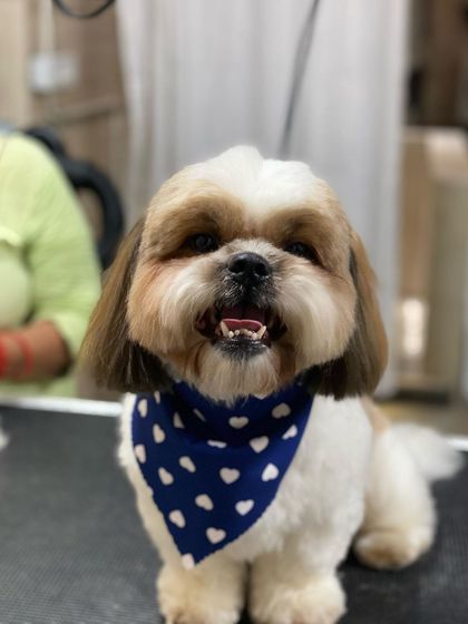 Another great shot of Pablo, showing his perfectly rounded face trim and happy demeanor.