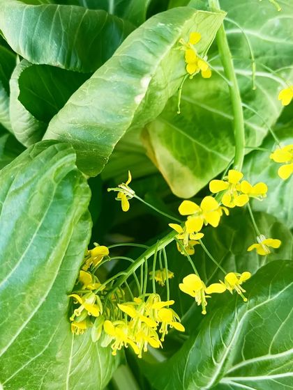 A collection of our various leafy greens and herbs, showcasing their lushness and health.
