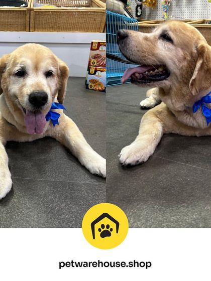 Pet Warehouse - Pet Grooming Services Happy Tails Gallery photo 13