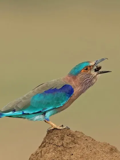 An Indian Roller tosses an insect into the air before swallowing it, a common feeding behavior for this species.