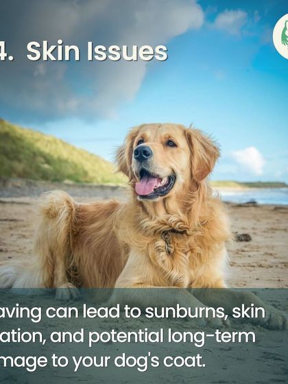 Furever Safe - Mobile Pet Grooming Expert Tips for Pet Parents photo 18