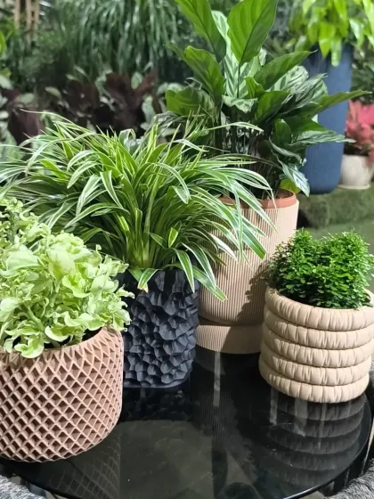 We believe the right plant and planter combination can transform any space. Here is a glimpse of our curated collection, featuring a variety of textures and styles to help you find the perfect match for your home decor.