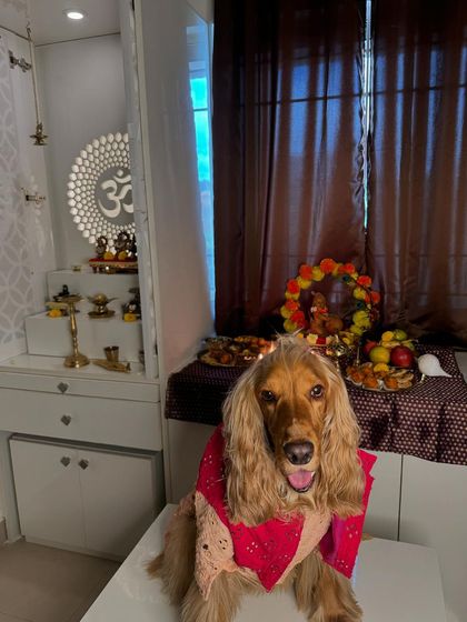 Posto posing in front of our beautifully decorated puja mandir for Janmashtami.
