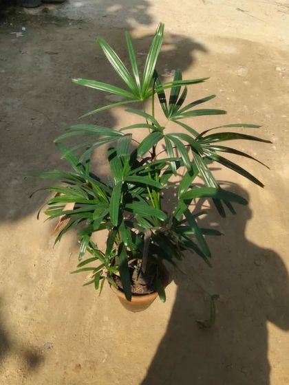 A healthy Rhapis Palm in a pot. You can see my shadow in the picture as I take photos of my plants in the sun.