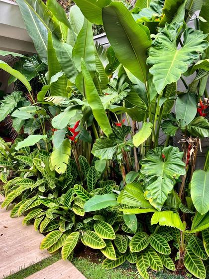 A close-up of our layered tropical planting style. We combine different leaf shapes, colors, and textures, such as Calathea, Alocasia, and Heliconia, to create a rich and vibrant plant composition.