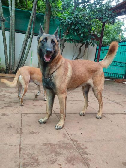 Stay - Dog Daycare Happy Faces of Stay photo 34