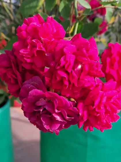 This is a bunch of button roses. They are a variety of rose that produces clusters of small, beautiful flowers.