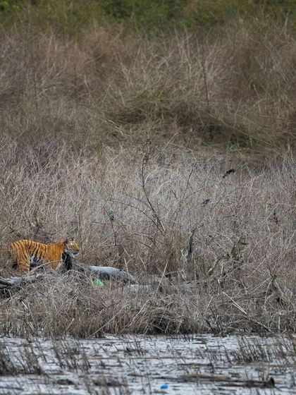I was lucky to witness and document this entire hunting sequence at the Ramganga River in Corbett. A tigress spots her prey, dives into the river, and makes a successful kill, a raw display of instinct and power.