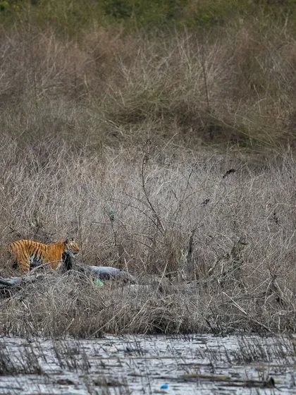 I was lucky to witness and document this entire hunting sequence at the Ramganga River in Corbett. A tigress spots her prey, dives into the river, and makes a successful kill, a raw display of instinct and power.