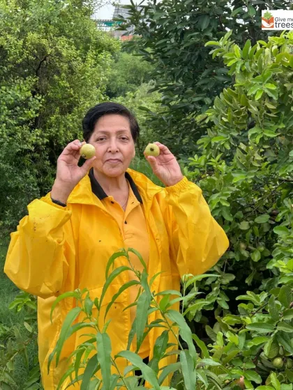 A volunteer shows off freshly picked guavas from the site. Seeing the tangible results of past plantation efforts is a great motivator for everyone involved.