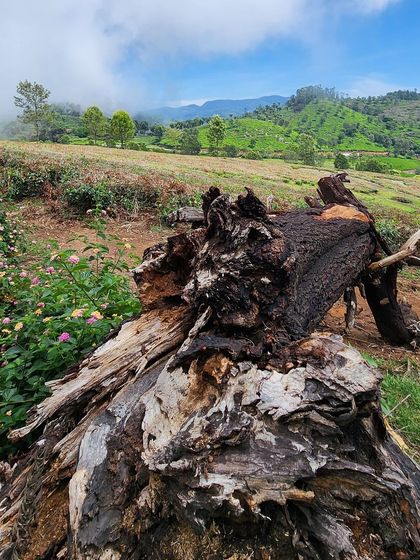 Nature's art. A fallen log amidst wildflowers and tea gardens in the Nilgiris.