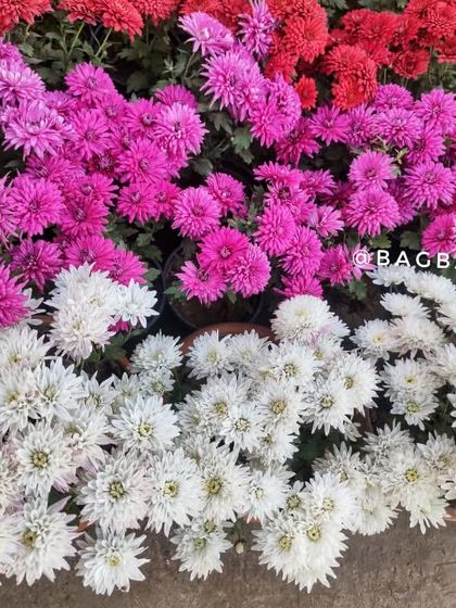 Vibrant Seasonal Blooms photo 11