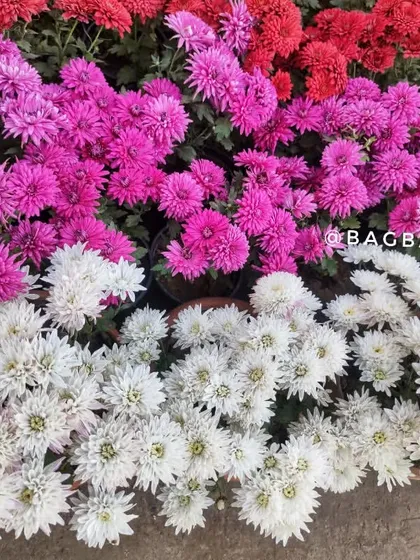 A dense arrangement of pink and white Chrysanthemums, showing the impact of planting in masses for a carpet of color.
