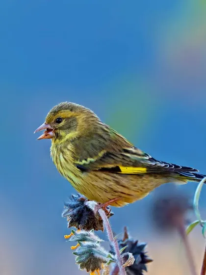A Yellow-breasted Greenfinch is perched on a dried, thistle-like flower head. The composition is unique and highlights the bird's connection to its food source.