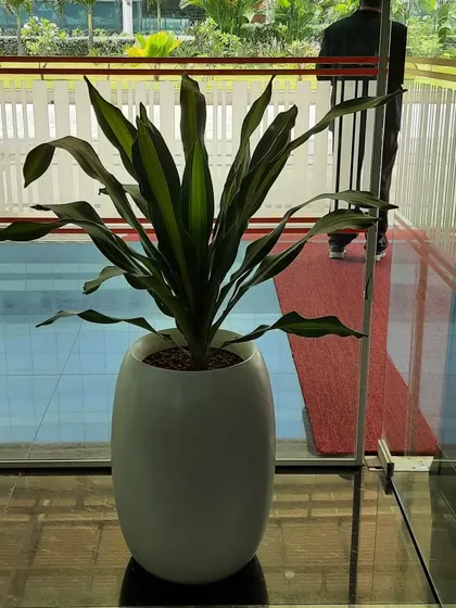 A large Dracaena plant in a tall, oval white planter makes a sophisticated statement at this office entrance, visible through the glass doors.