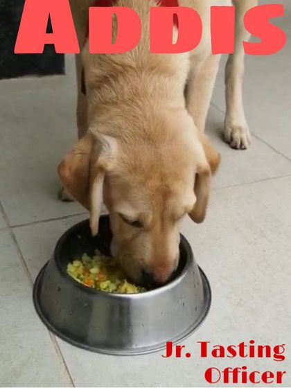 This is Addis, our Junior Tasting Officer, doing what he does best. He ensures every bowl is licked clean, which is the ultimate seal of approval.
