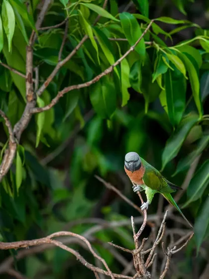 A Red-breasted Parakeet, a species not native to Mumbai but now found in isolated populations. Their presence tells a story of the illegal wildlife trade, as these are likely escaped or released pets.