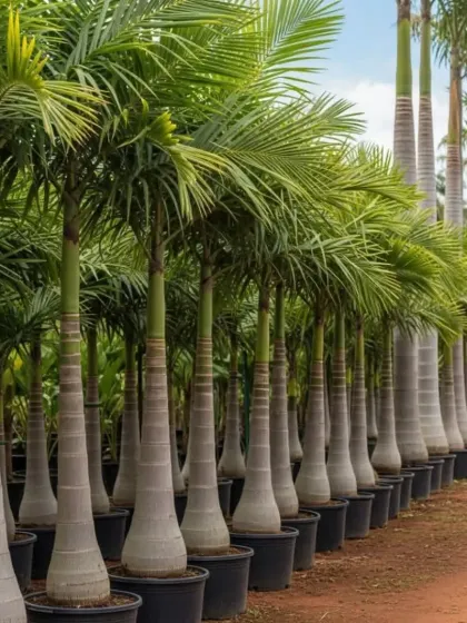 A row of healthy, mature Foxtail Palms, ideal for avenue planting or creating a grand tropical statement in a landscape design. Their full, bushy fronds are a signature feature.