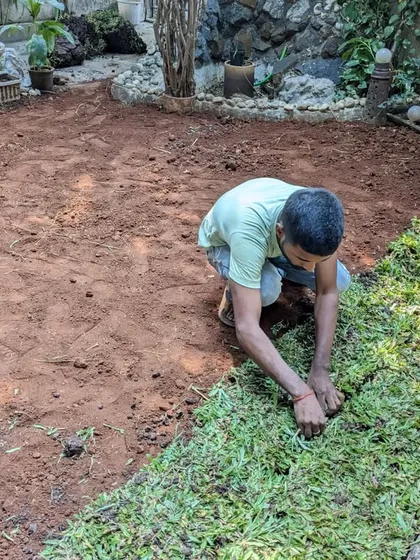 The Paspalum grass, chosen for its resilience in semi-shaded areas, is carefully laid down piece by piece.