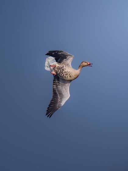 A Greylag goose in flight, captured from below. This angle shows the details of its underwings and its determined expression as it flies.