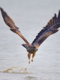 Wildlife Photography & Filmmaking