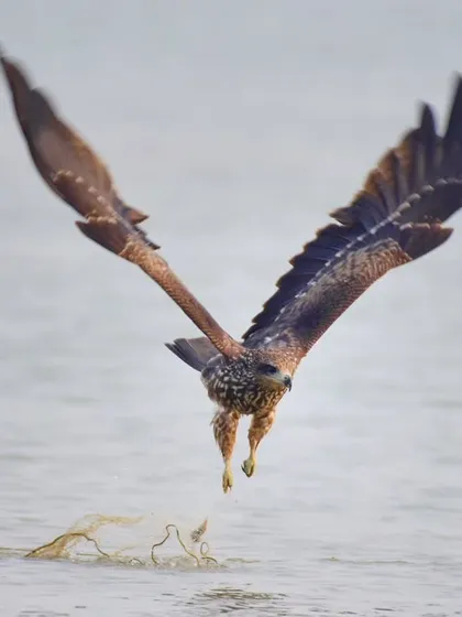 An action shot of a Black Kite swooping down to snatch something from the water's surface, its wings forming a perfect 'V'.