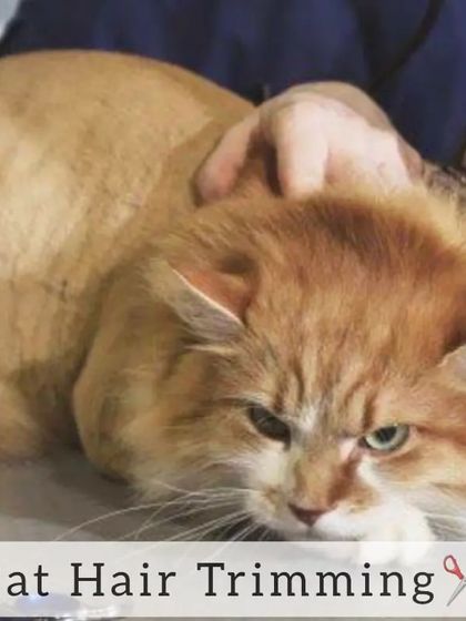 A hair trimming session for a cat. This helps to reduce shedding and keeps your cat cool and comfortable, preventing their fur from getting matted.