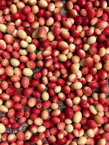 Fresh Karonda berries, ready to be pickled. Their beautiful pink and white colour is completely natural and looks so inviting.