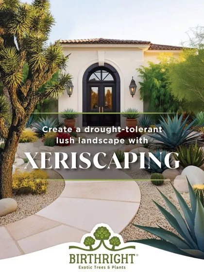 This is xeriscaping, our solution for creating stunning, lush landscapes that are also water wise. By selecting drought tolerant plants like agave and yucca and using thoughtful design, we build beautiful gardens that thrive in arid conditions with minimal upkeep.