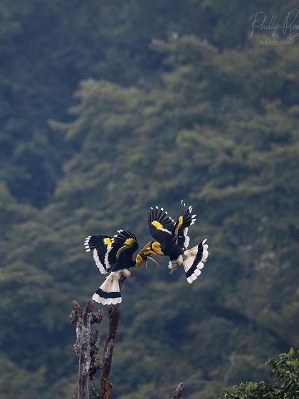 An incredible mid air interaction between two hornbills, a dynamic and rarely captured moment.