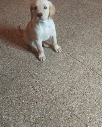 Puppy Training