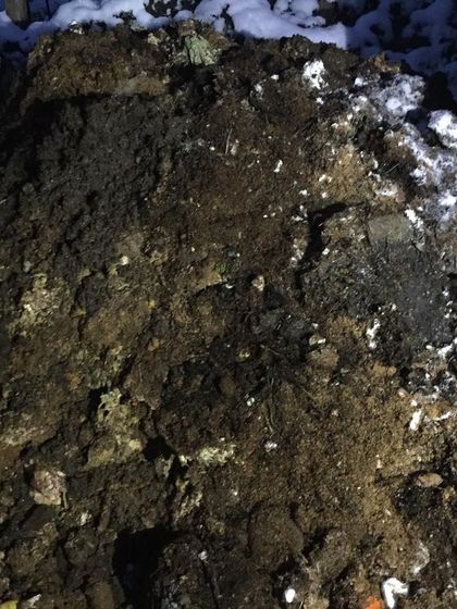 A close-up of a compost pile in the winter. The decomposition process generates heat, which melts the snow around it, but managing the piles in the cold is tough work.