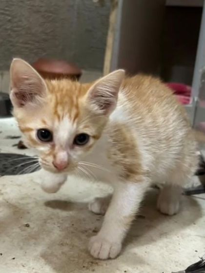Another shot of the little ginger and white kitten, looking directly at the camera with its sweet face.