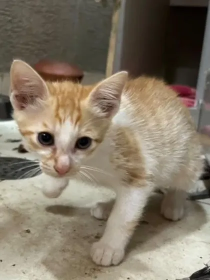 Another shot of the little ginger and white kitten, looking directly at the camera with its sweet face.