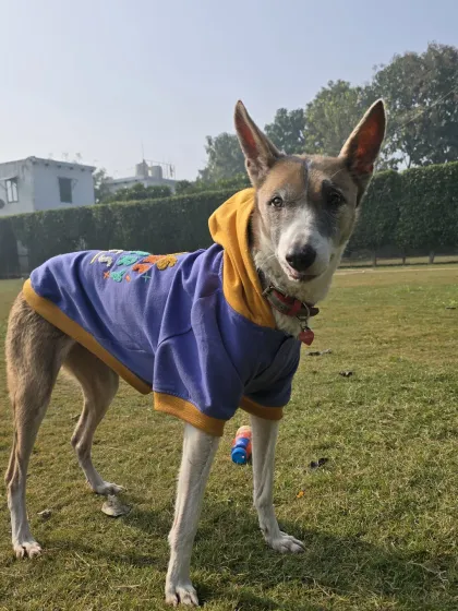 This stylish Indie in a hoodie is a gentle companion for our younger visitors.