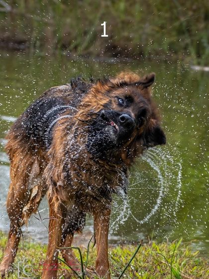 Another angle of Ruby's magnificent water shake, capturing the motion and droplets in perfect detail.